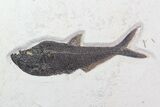 Wide Fossil Fish Plate ( / Diplomystus) - Wyoming #70608-2
